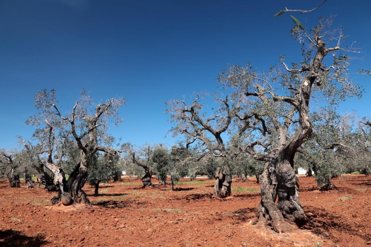 Masseria Conca D'Oro Ostuni Exteriér fotografie