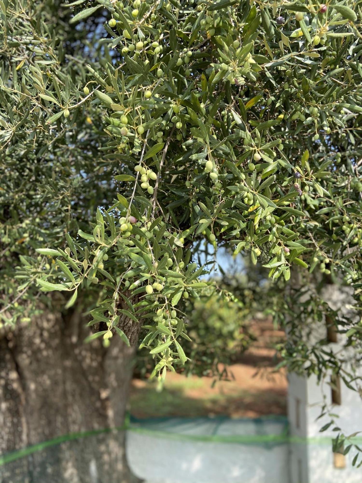 Masseria Conca D'Oro Ostuni Exteriér fotografie